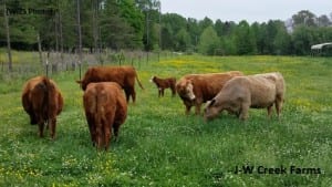 J-W Creek Farms 060616